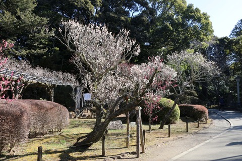 IMG_6009梅林A