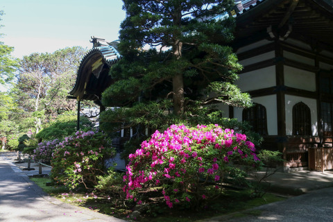 IMG_7086妙本寺本堂_edited