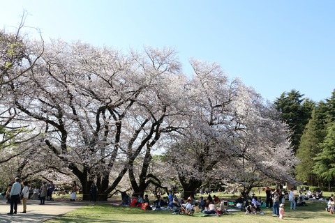 IMG_8022砧公園