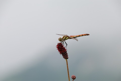 IMG_1155ワレモコウにとまるアキアカネ