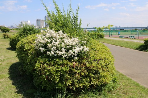 IMG_7499ノイバラ