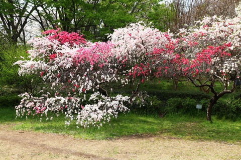 IMG_3272ゲンペイモモ砧公園