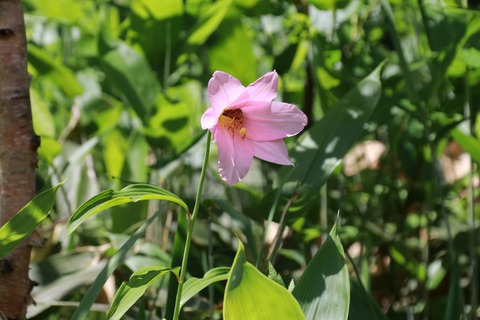 IMG_0731ヒメサユリ