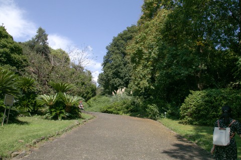 IMG_1962小石川植物園