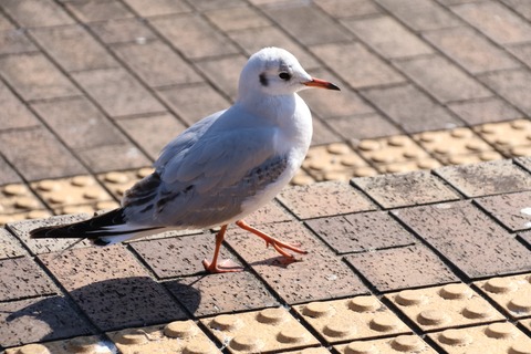 IMG_5702ユリカモメ