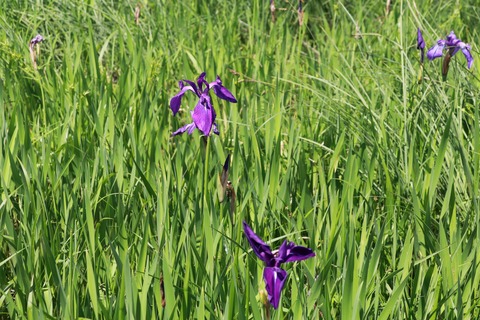 IMG_0702カキツバタ