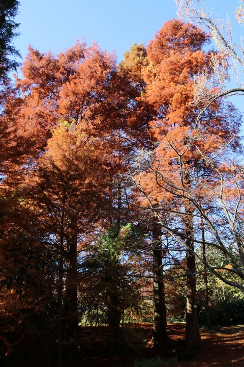 IMG_4528ラクウショウ（ヌマスギ）