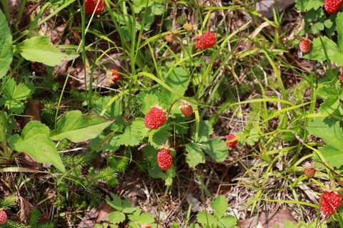 IMG_0768ヒメヘビイチゴ