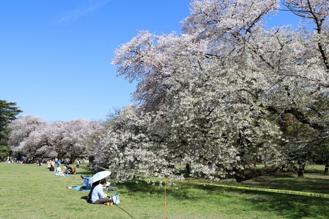 IMG_7993砧公園