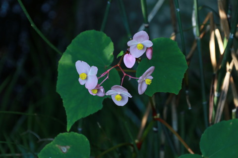 IMG_1715シュウカイドウ