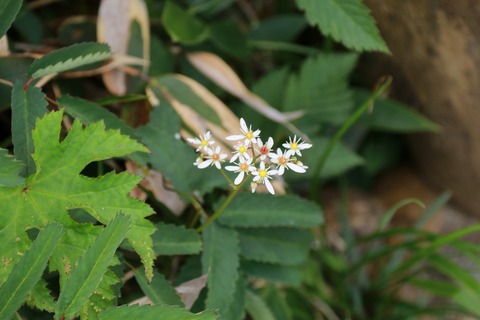 IMG_1189ミヤマダイモンジソウ