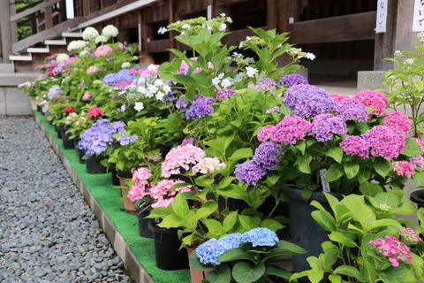 IMG_0257