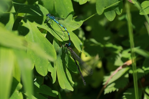 IMG_0746エゾイトトンボ（つがい）