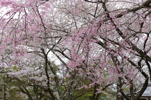 IMG_8513彦根城 西の丸