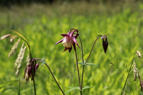 IMG_0729ヤマオダマキ