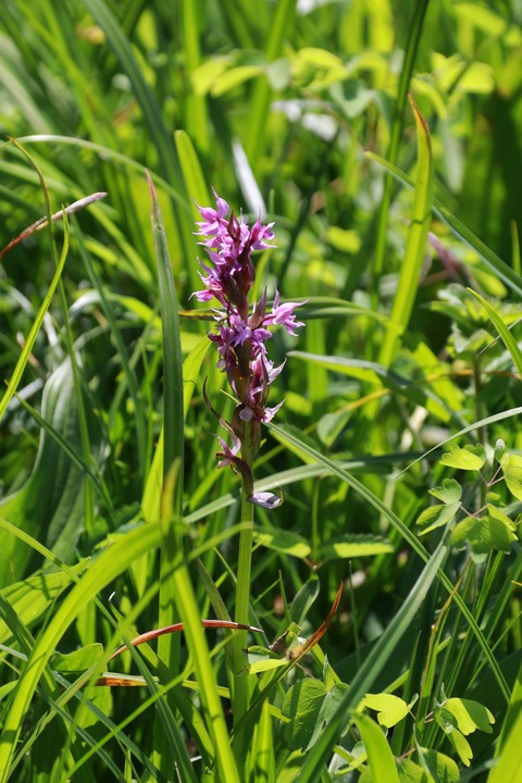 IMG_0613ハクサンチドリ