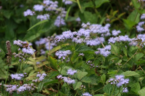 IMG_1853ユーパトリウム