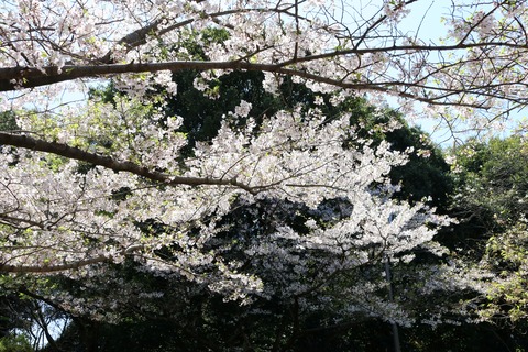IMG_7937桜の谷