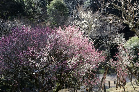 IMG_5947梅林B