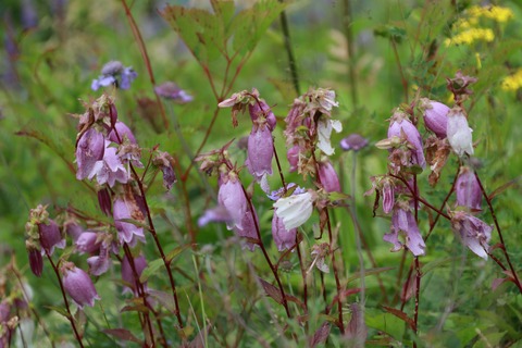 IMG_1243八方池のお花畑ヤマホタルブクロ