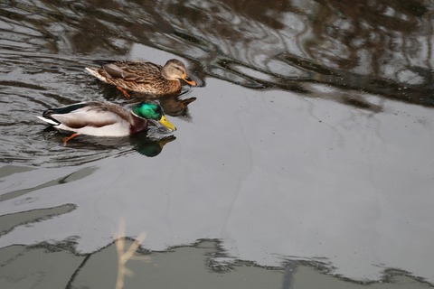 マガモ2022.01野川