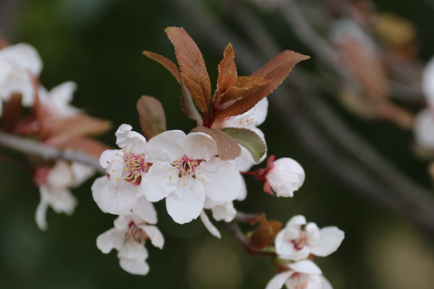 IMG_7109次太夫児童公園 早咲きの・・？