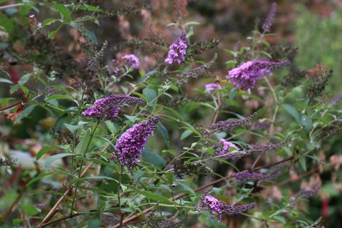 IMG_1856フサフジウツギ