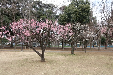 IMG_5860砧公園東側梅林
