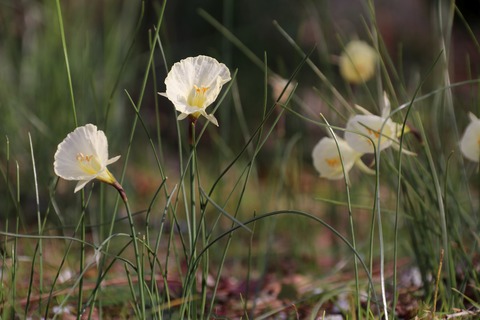 IMG_5541ペチコートスイセン