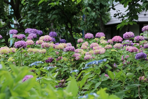 IMG_9756白山公園
