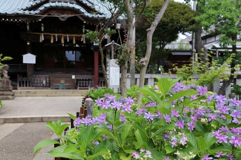 IMG_9738白山神社