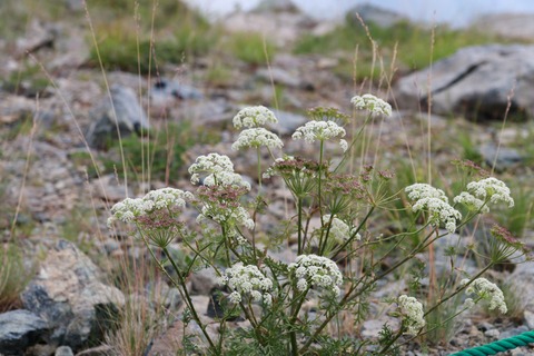 IMG_1252タカネイブキボウフウ