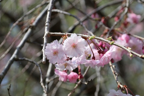 IMG_7367後から咲く桜