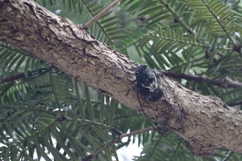 ミンミンゼミ(世田谷区瀬田ガーデンハウス
