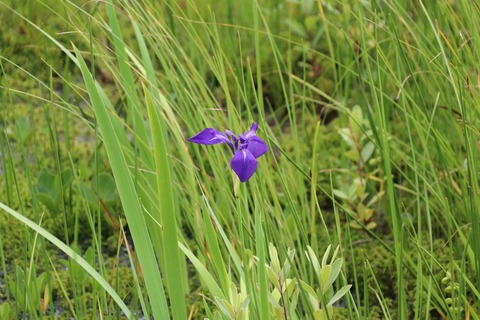 IMG_1544カキツバタ