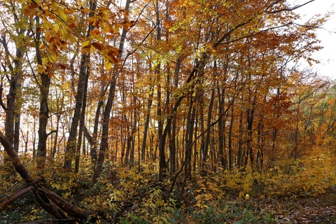 IMG_3182磐梯吾妻レークライン