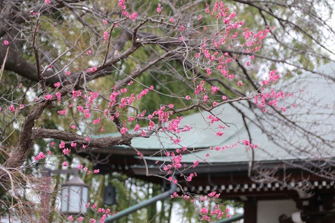 IMG_6410妙法寺