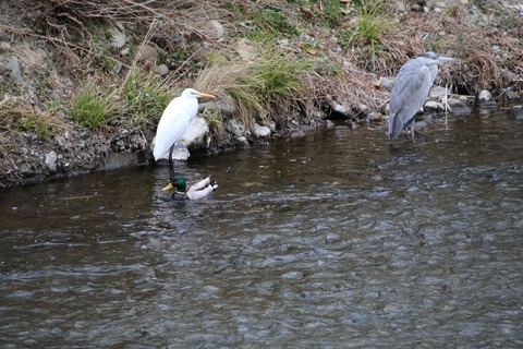 マガモ・チュウサギ・アオサギ2021.01野川