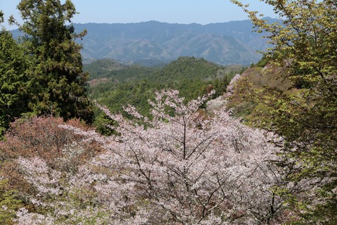 IMG_8650上千本