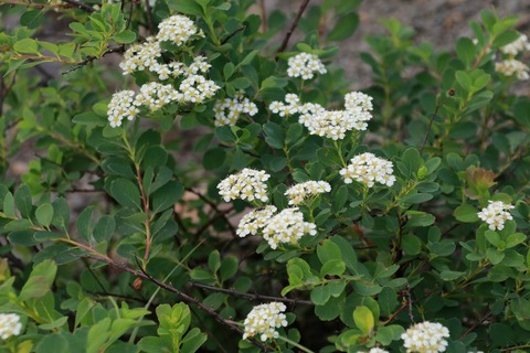 IMG_1354イワシモツケ