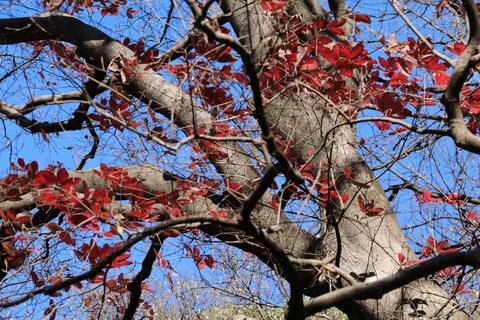 IMG_4520メグスリノキ