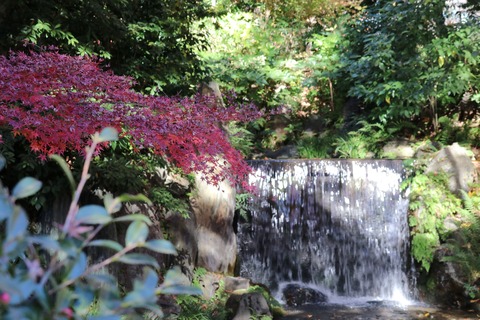 IMG_4563白糸の滝前の楓