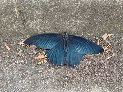 ナガサキアゲハ(世田谷区鎌田)