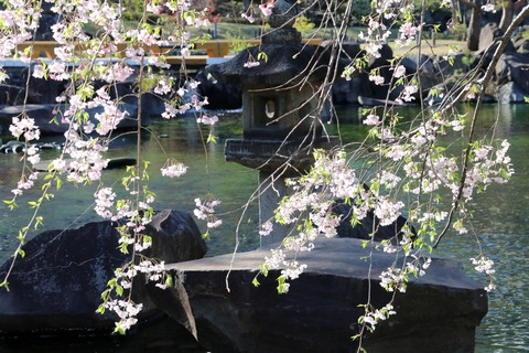 IMG_7752帰真園 しだれ桜