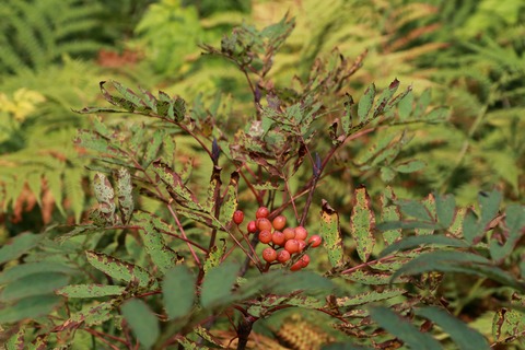 IMG_2201ナナカマド