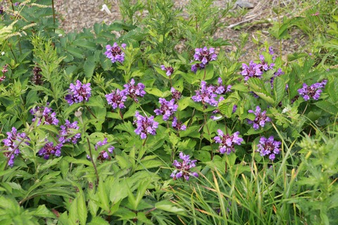 IMG_1170タテヤマウツボグサ