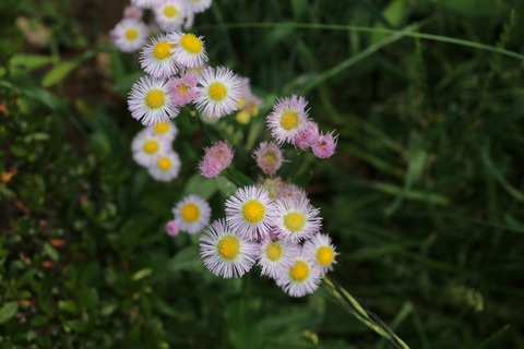 IMG_9495b