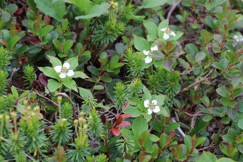7月ゴゼンタチバナ(木曾駒ケ岳)