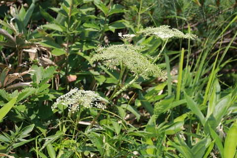 IMG_1026ミヤマトウキ