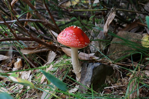 IMG_2482ベニテングダケ